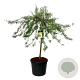 Pyrus salicifolia 'Pendula' 120 cm stam cont. 90L extra