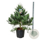 Sequoiadendron g. 'H. Mammoth One' 100-125 cm cont. 55L extra