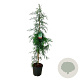Sequoia s. 'Winter Blue' 175-200 cm 30L extra