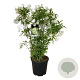 Staphylea colchica 100-125 cm 30L extra