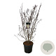 Stachyurus praecox 125-150 cm 30L extra
