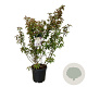 Stachyurus praecox 125-150 cm 30L extra