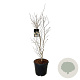 Stewartia pseudocamellia 100-125 cm 30L extra