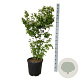 Stewartia pseudocamellia 100-125 cm 30L extra