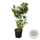 Stewartia pseudocamellia 100-125 cm 30L extra