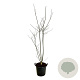 Styphnolobium japonicum 150-175 cm 30L extra