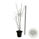 Styphnolobium japonicum 150-175 cm 30L extra