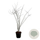 Styphnolobium japonicum 200-225 cm cont. 55L extra