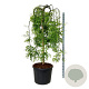 Styphnolobium j. 'Pendula' 180 cm stam cont. 130L extra