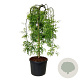 Styphnolobium j. 'Pendula' 180 cm stam cont. 130L extra