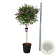 Syringa Bloomerang Dark Purple 90 cm stam 30L