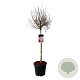 Syringa  'Flowerfest Pink' 80 cm stam 15L