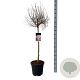 Syringa  'Flowerfest Pink' 80 cm stam 15L