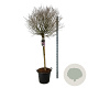 Syringa meyeri 'Palibin' 120 cm stam cont. 55L extra