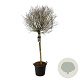 Syringa meyeri 'Palibin' 120 cm stam cont. 55L extra