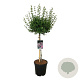 Syringa meyeri 'Palibin' 60 cm stam 15L