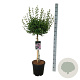 Syringa meyeri 'Palibin' 60 cm stam 15L