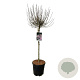 Syringa meyeri 'Palibin' 80 cm stam 15L