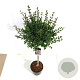 Syringa meyeri 'Palibin' 80 cm stam 15L