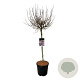 Syringa meyeri 'Palibin' 90 cm stam 15L