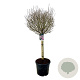 Syringa meyeri 'Palibin' 90 cm stam cont. 55L extra