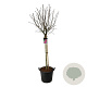 Syringa v. 'And. an Ludwig Späth' 120 cm stam cont. 55L extra