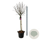 Syringa v. 'And. an Ludwig Späth' 120 cm stam cont. 55L extra