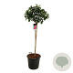 Syringa v. 'And. an Ludwig Späth' 120 cm stam cont. 55L extra