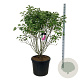 Syringa v. 'And. an Ludwig Späth' 125-150 cm cont. 90L extra