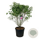 Syringa v. 'And. an Ludwig Späth' 125-150 cm cont. 90L extra