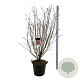 Syringa v. 'And. an Ludwig Späth' 150-175 cm cont. 55L extra