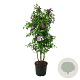 Syringa v. 'And. an Ludwig Späth' 150-175 cm cont. 55L extra