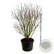 Syringa v. 'And. an Ludwig Späth' 175-200 cm cont. 230L solitair