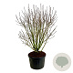 Syringa v. 'And. an Ludwig Späth' 175-200 cm cont. 230L solitair