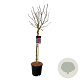 Syringa v. 'And. an Ludwig Späth' 90 cm stam 15L