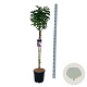 Syringa v. 'And. an Ludwig Späth' 90 cm stam 15L