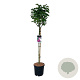 Syringa v. 'And. an Ludwig Späth' 90 cm stam 15L