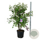 Syringa v. 'Charles Joly' 125-150 cm cont. 55L extra