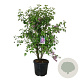 Syringa v. 'Charles Joly' 125-150 cm cont. 55L extra