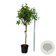 Syringa v. 'Katherine Havemeyer' 120 cm stam cont. 55L extra