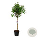 Syringa v. 'Katherine Havemeyer' 120 cm stam cont. 55L extra