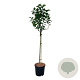 Syringa v. 'Lila Wonder' 90 cm stam 15L
