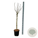 Syringa v. 'Lila Wonder' 90 cm stam 15L
