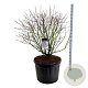 Syringa v. 'Michel Buchner' 100-125 cm cont. 180L solitair