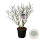 Syringa v. 'Michel Buchner' 100-125 cm cont. 55L extra