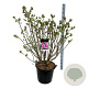 Syringa v. 'Michel Buchner' 100-125 cm cont. 55L extra