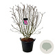Syringa v. 'Michel Buchner' 125-150 cm cont. 55L extra