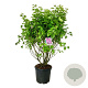 Syringa v. 'Michel Buchner' 125-150 cm cont. 55L extra