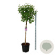 Syringa v. 'Sensation' 120 cm stam cont. 55L extra