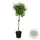 Syringa v. 'Sensation' 120 cm stam cont. 55L extra